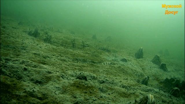 Под водой. Часть - 3. "Моллюск - ракушка Перловица". смотреть онлайн