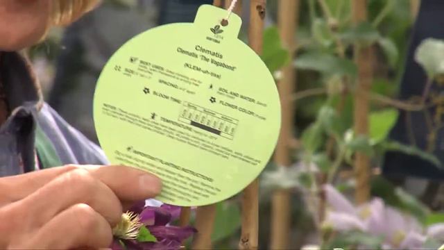 Dig Info: Clematis смотреть онлайн