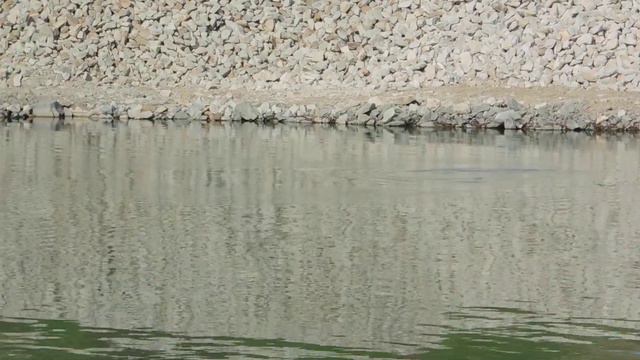 Дельфины на строительстве Керченского моста 02.05.2017 смотреть онлайн