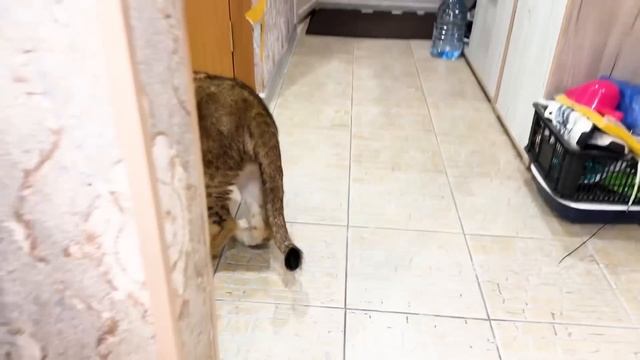 УРА! Львёнок с поломанной лапой наконец-то ПОШЁЛ! Впереди долгая реабилитация, но прогресс ЕСТЬ! смотреть онлайн