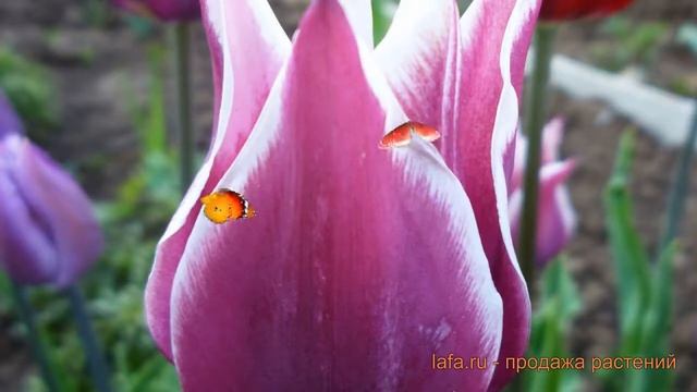 Тюльпан лилиецветная Баллада (tulipa Tyulpan) ? Баллада обзор: как сажать, луковицы тюльпаны Баллад