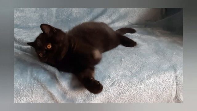 Черный экзот смотреть онлайн