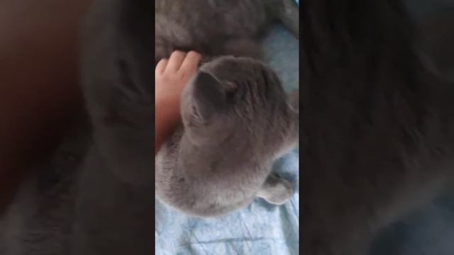 Как погладить кота или кошку ? смотреть онлайн