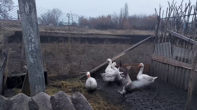 Не думал,что так много уток. смотреть онлайн