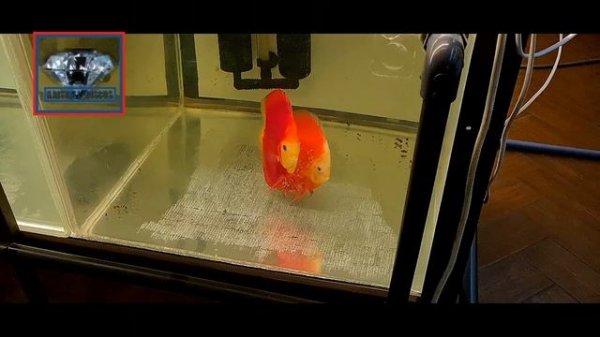 DISCUS#Разведение ДИСКУСОВ "Красных Валентинов"