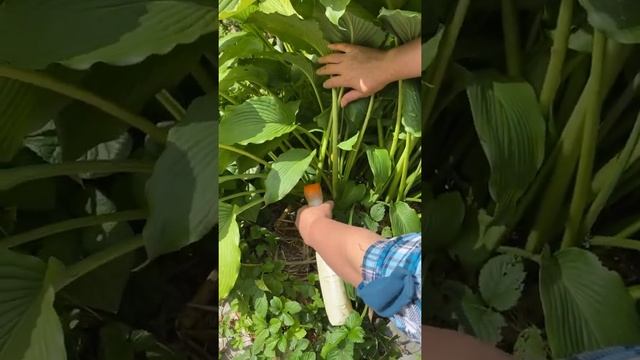 КАК ИЗБАВИТЬСЯ ОТ ВРЕДИТЕЛЕЙ НА ХОСТЕ?