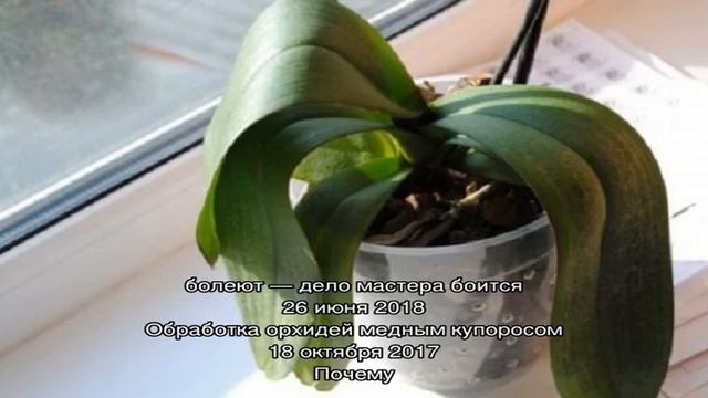 Почему листья орхидеи теряют тургор и что необходимо делать смотреть онлайн