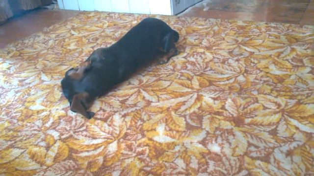 Такса_Чарлик =) Такса играется! Прикольная такса