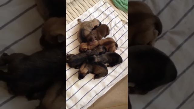 Щенки в добрые руки! Метисы хаски. смотреть онлайн