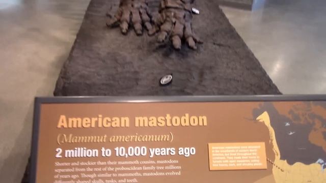 Extinct World Biggest Land Animal Cloned & Brought Back To Life - Meet Living Colombian Mammoth смотреть онлайн