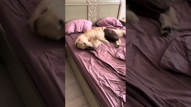 Моня зажигает. Или просто не хочет ходить в Этом… #goldenretriever #lovelydog смотреть онлайн