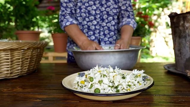 Chamomile Harvesting and Canning for Winter смотреть онлайн