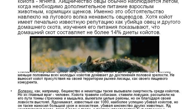 Койот -- луговой волк.AVI смотреть онлайн