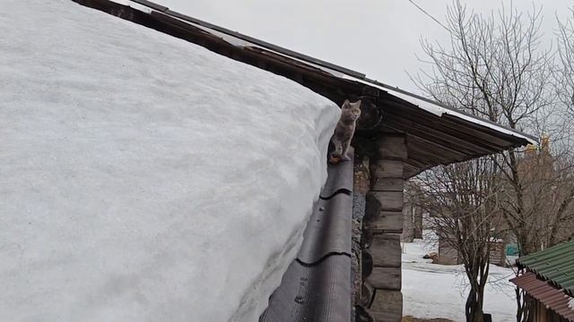 Кошка на крыше, боится спустится! Пытаюсь помочь. Будни Олег. смотреть онлайн