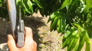 ДЛЯ ЧЕГО ЭТО НУЖНО. Летняя обрезка персика по зелёным побегам.