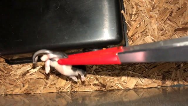 Ball Python Frozen/Thawed Feeding смотреть онлайн
