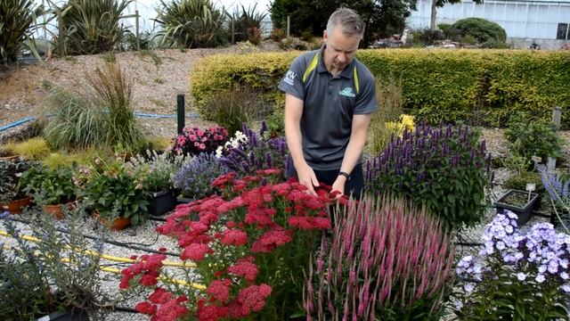 Achillea millefolium Tutti Frutti 'Pomegranate' - Perfect Perennials - 2022 Introductions смотреть онлайн