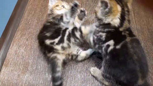 Британские мраморные котята смотреть онлайн