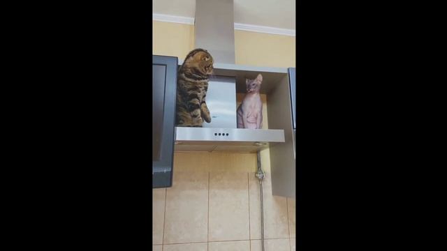 Котики #19 Милые и смешные котики #приколы с котами #коты #смешные животные #благородные кошки смотреть онлайн