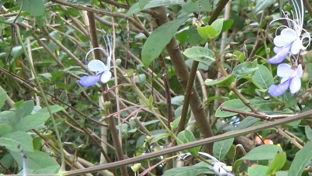藍蝴蝶 馬鞭草科 Clerodendrum ugandenge смотреть онлайн