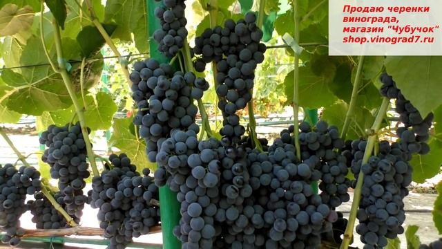 Виноград ВЕНУС СИДЛИС - неукрывной, 1 класс бессемянности, круные грозди, ягодки и вкус смородины. смотреть онлайн