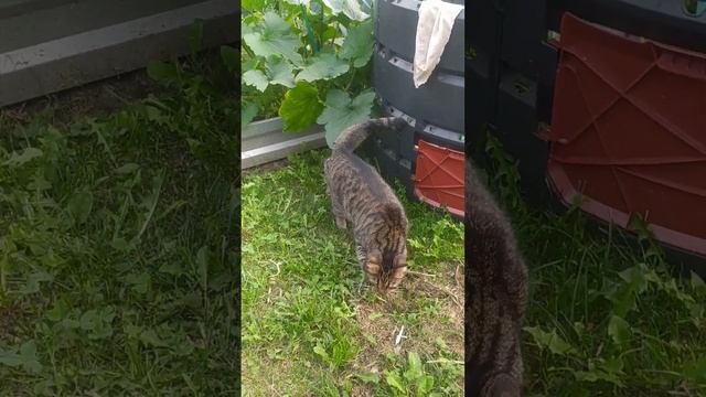 #первый выход#кота #Матросскина в #открытый #дачный# космос смотреть онлайн