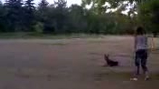 Дрессировка