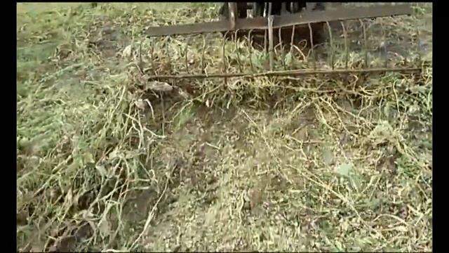 Прибирання бадилля гарбуза (тыквы) мінітрактором смотреть онлайн