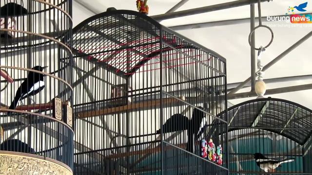 Kacer Mahadewa, Gaco Baru Ronny Sarikat SF Langsung Unjuk Kemenangan II Omahe Tempe смотреть онлайн