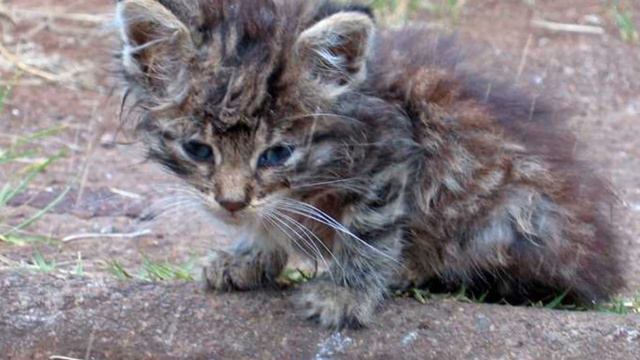 КОТЕНОК сидел под ДОЖДЕМ, не двигаясь с места... смотреть онлайн