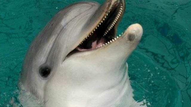 Animals and birds of the Arctic. Животные и птицы Арктики. Познавательное видео для детей смотреть онлайн