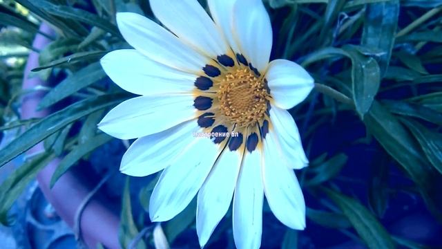 СПОКОЙНОЙ НОЧИ . КРАСИВОЕ ПОЖЕЛАНИЕ СПОКОЙНОЙ НОЧИ !! ПУСТЬ БУДУТ СНЫ ПОЛНЫ ДОБРА !! СЕРГЕЙ ЧЕКАЛИ смотреть онлайн