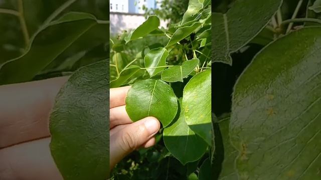 Болезни и вредители груши. Небольшой обзор в июле смотреть онлайн