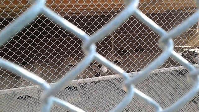 Турция Сиде Камелия К Клаб, кролики в мини-зоопарке, Ксюша возмущена смотреть онлайн