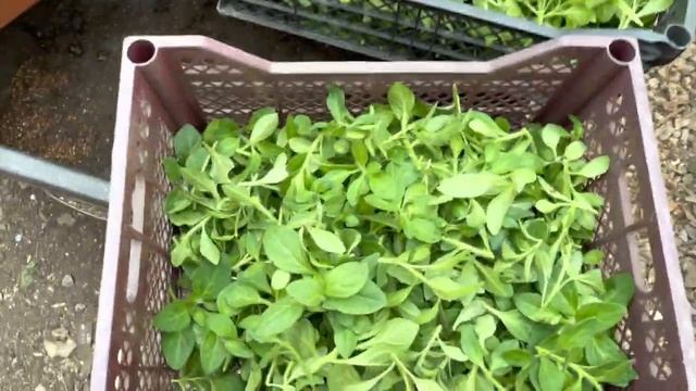 Укореняем несколько тысяч петунии в красном вермикулите . смотреть онлайн