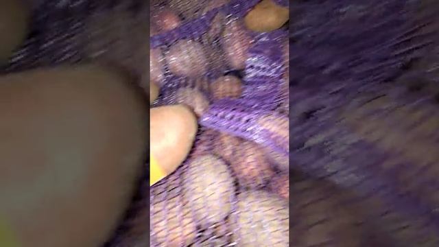 Картофель Ред леди брянск оптом смотреть онлайн
