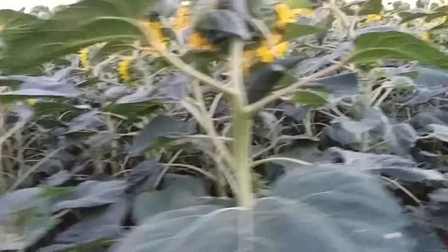 Выращивание подсолнечника. No-till 9.07.2017. Восстановление смотреть онлайн