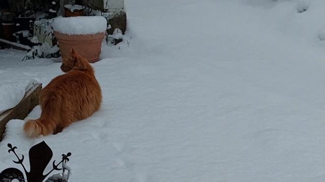 Roter Maine Coon Kater im Schnee смотреть онлайн