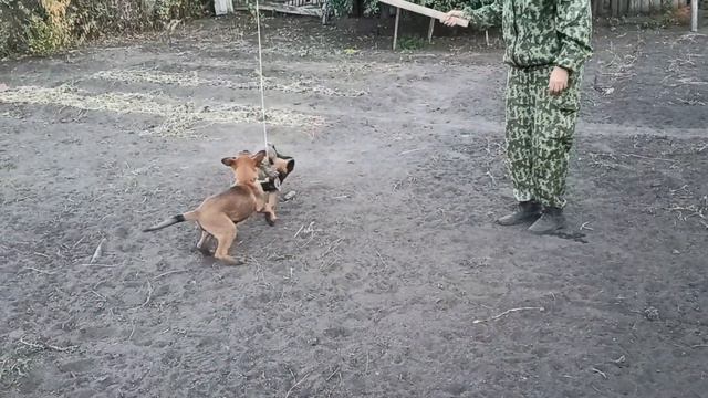 щенки малинуа и прихватка смотреть онлайн