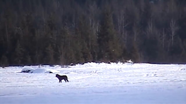 Тотемный зверь смотреть онлайн