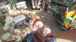 ? Едем на рынок в Небуг. Наши покупки, или обновки для всех.