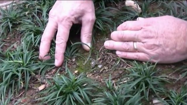 How To Plant Groundcovers - Dwarf Mondo, Vinca Minor (Periwinkle), and pachysandra смотреть онлайн