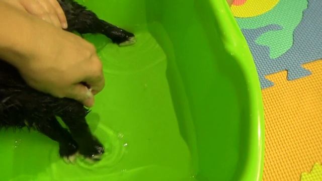 Первое купание щенка/Макс недоволен/First bath puppy смотреть онлайн