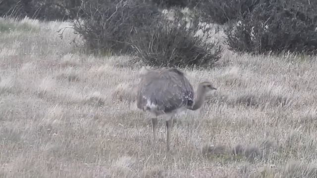 20 Biggest Birds In The World смотреть онлайн