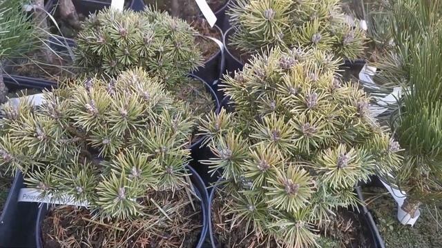 Сосна горная Мопс (Mops) - 3 видео смотреть онлайн