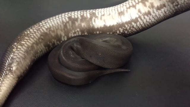 Morph of the Day #11 (Super Cinnamon) смотреть онлайн