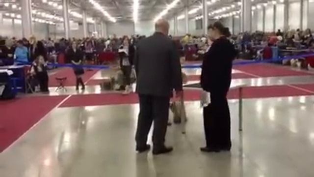 сравнение на лучшего кобеля йорки Евразия 1 2012 смотреть онлайн