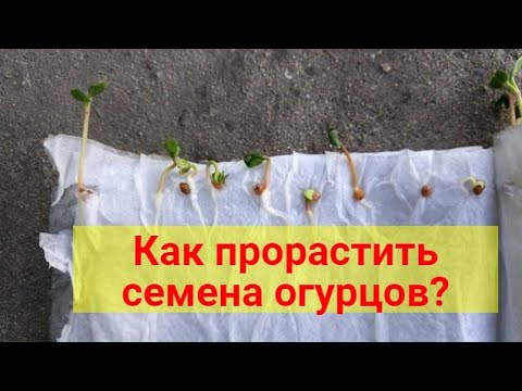 За пару часов огурцы всходят без земли — получаем урожай на 10 дней раньше смотреть онлайн