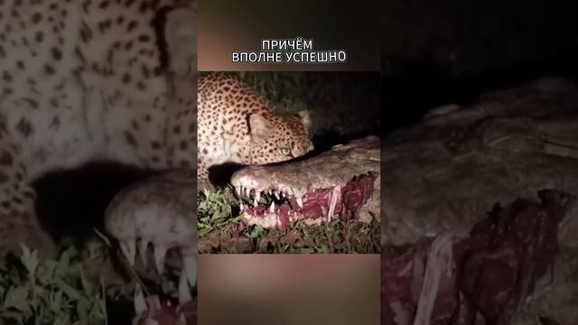 Бесстрашный леопард забрал добычу крокодила. Интересный момент смотреть онлайн