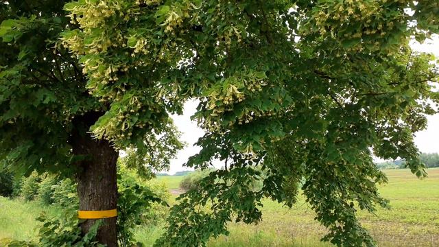 Липы цветут! Автор слов Н. Есина.  Музыка и исполнение Алла Рогачева